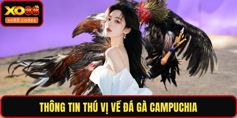 Thông tin thú vị về đá gà Campuchia